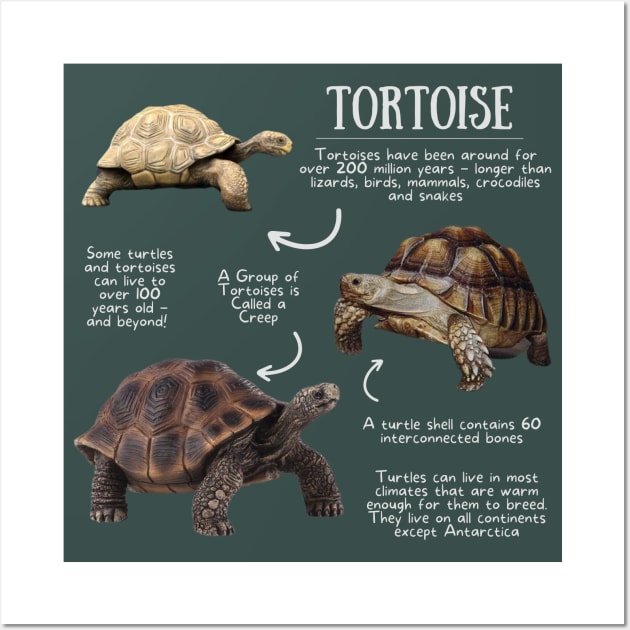 Animal Facts - Tortoise Wall Art by Animal Facts and Trivias